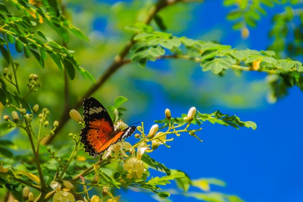 Close-up of butterfly pollinating on flower