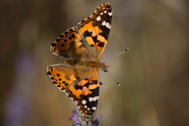 Photo close-up of butterfly pollinating on flower