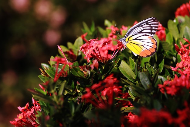 Close-up of butterfly pollinating on flower