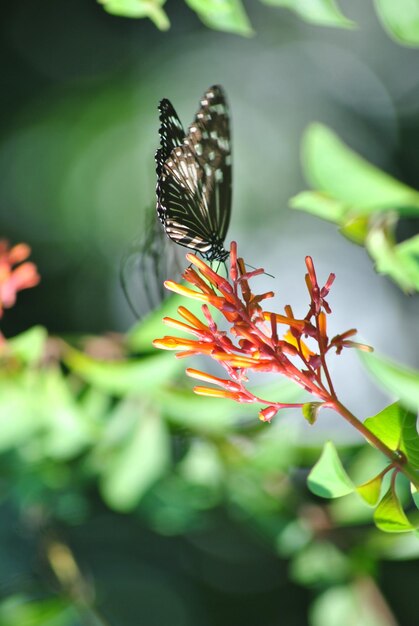 Close-up of butterfly pollinating on flower