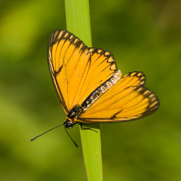 Prossimo piano del fiore impollinato dalla farfalla