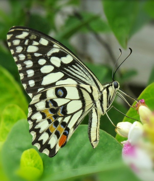 Close-up of butterfly pollinating on flower