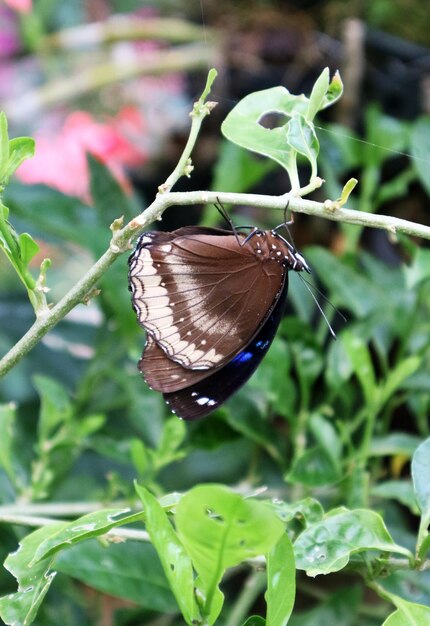 Close-up of butterfly pollinating flower