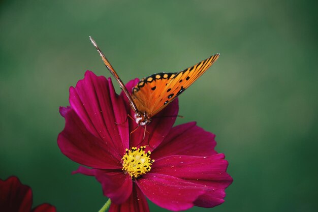 Photo close-up of butterfly pollinating on flower