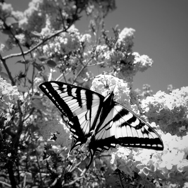 Foto prossimo piano di una farfalla che impollina un fiore