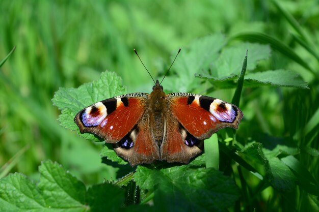 Close-up of butterfly pollinating flower