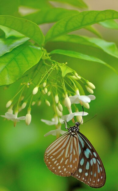 蝶が授粉する花のクローズアップ