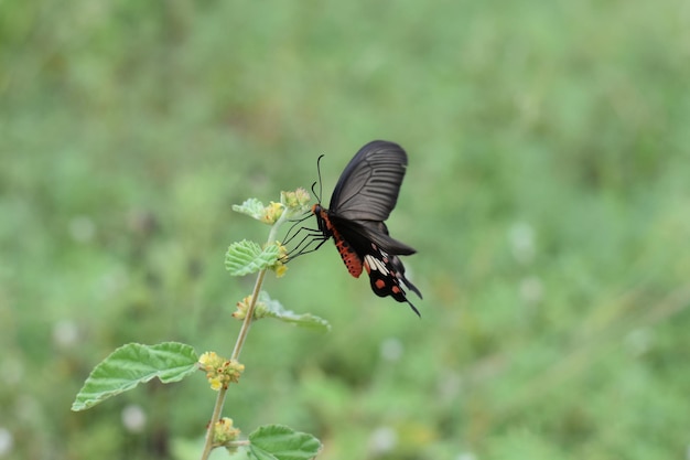 Close-up of butterfly pollinating on flower