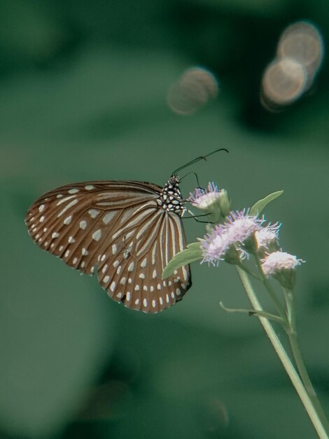 Close-up of butterfly pollinating on flower