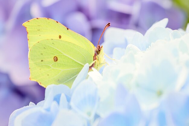 蝶が授粉する花のクローズアップ