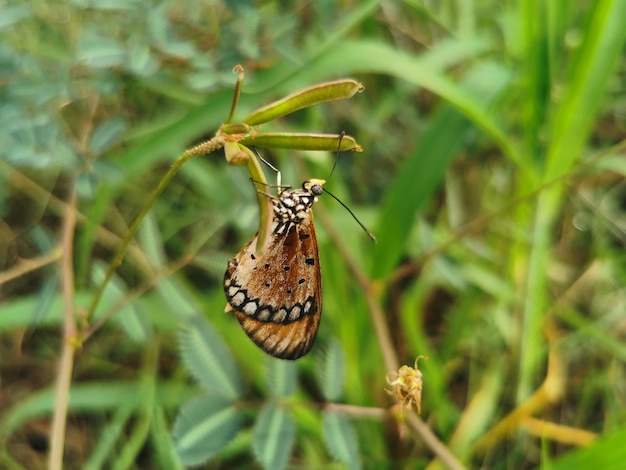 Photo close-up of butterfly pollinating flower