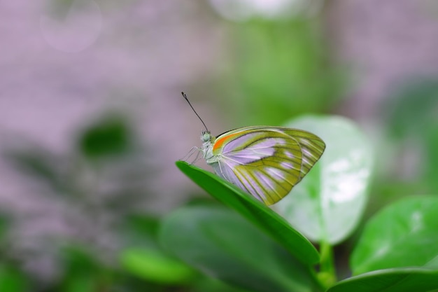 Photo close-up of butterfly pollinating on flower