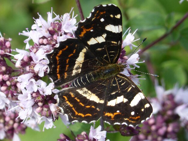 Close-up of butterfly pollinating on flower