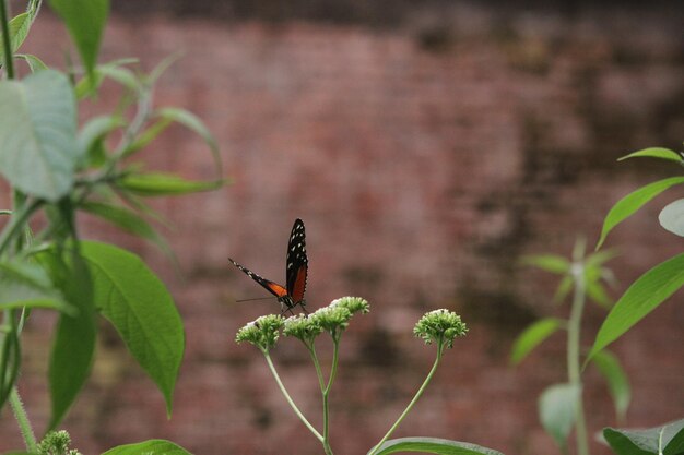 Close-up of butterfly pollinating on flower