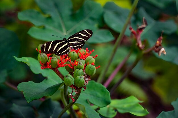 Close-up of butterfly pollinating flower