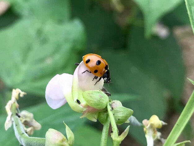 Close-up of butterfly pollinating on flower