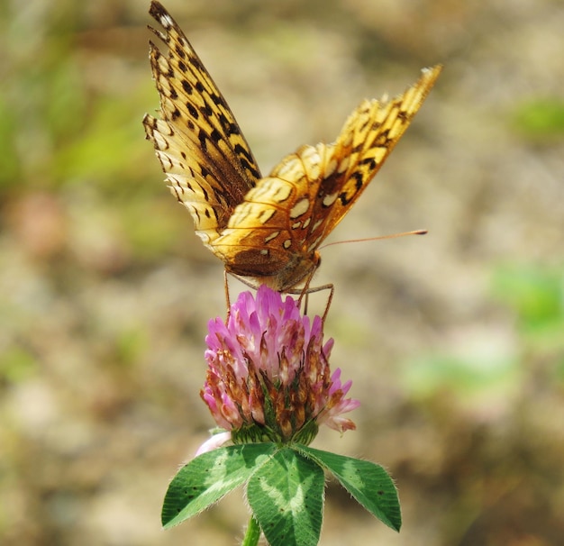 Foto prossimo piano di una farfalla che impollina un fiore