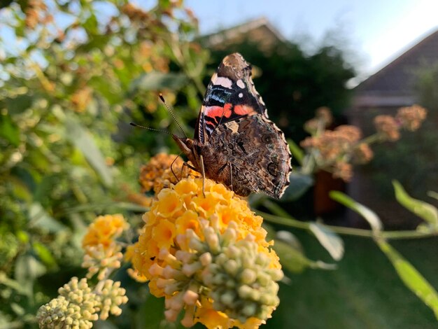 Photo close-up of butterfly pollinating on flower