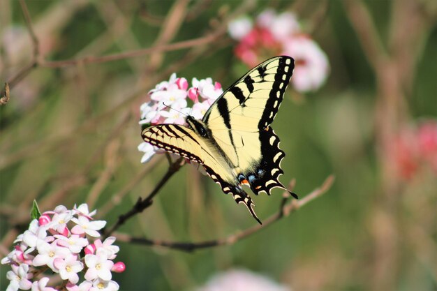 Photo close-up of butterfly pollinating on flower