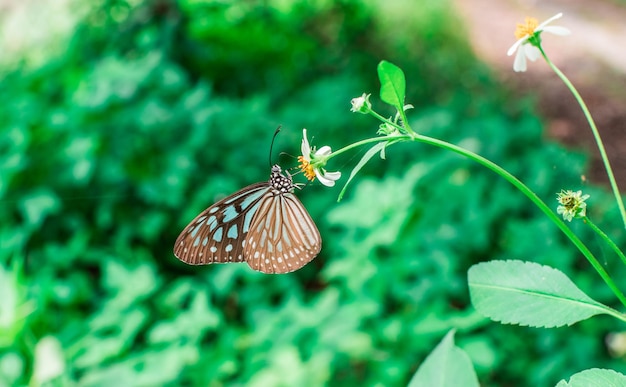 蝶が授粉する花のクローズアップ