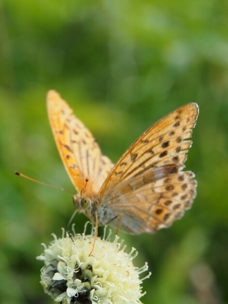 Foto prossimo piano di una farfalla che impollina un fiore