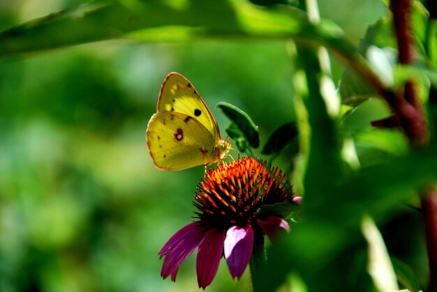 Close-up of butterfly pollinating on flower