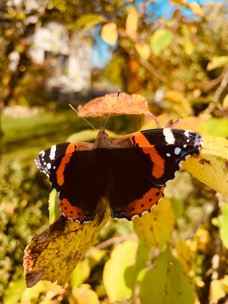 Foto prossimo piano di un fiore impollinato da una farfalla