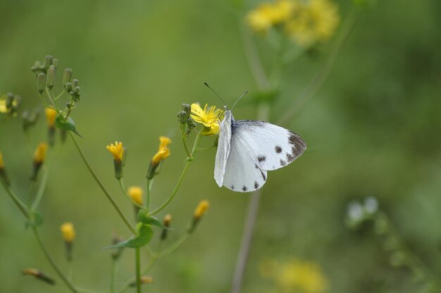 Close-up of butterfly pollinating on flower