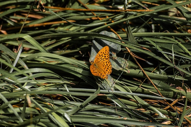 Photo close-up of butterfly pollinating flower