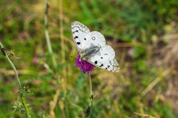 Close-up of butterfly pollinating on flower