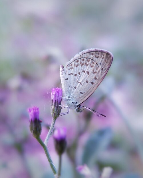 Close-up of butterfly pollinating flower