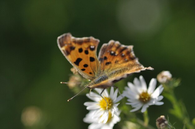 Close-up of butterfly pollinating on flower