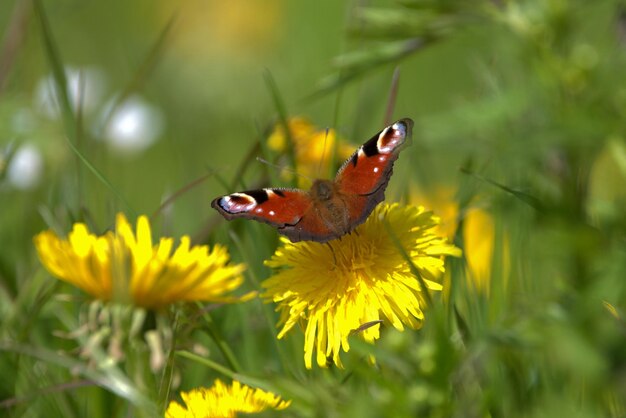 Close-up of butterfly pollinating on flower