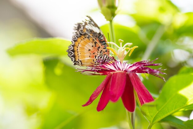 Foto prossimo piano di una farfalla che impollina un fiore