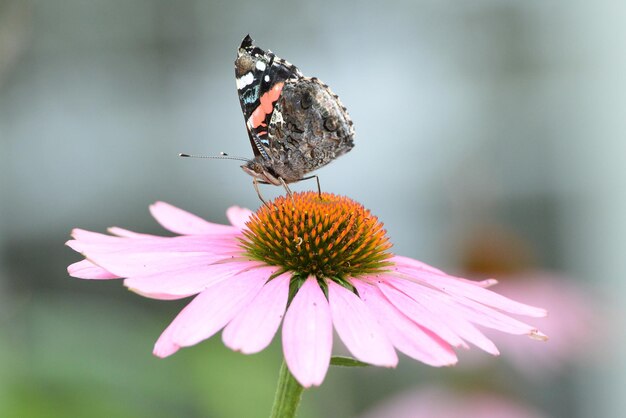 Close-up of butterfly pollinating on flower