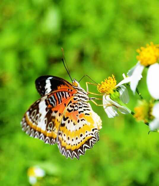 Close-up of butterfly pollinating on flower