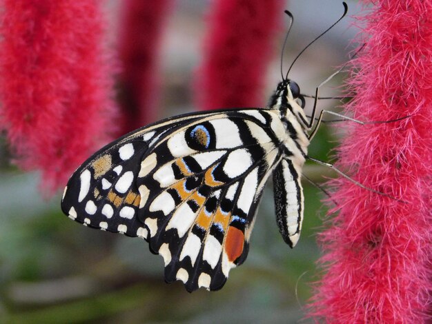 Foto prossimo piano di un fiore impollinato da una farfalla