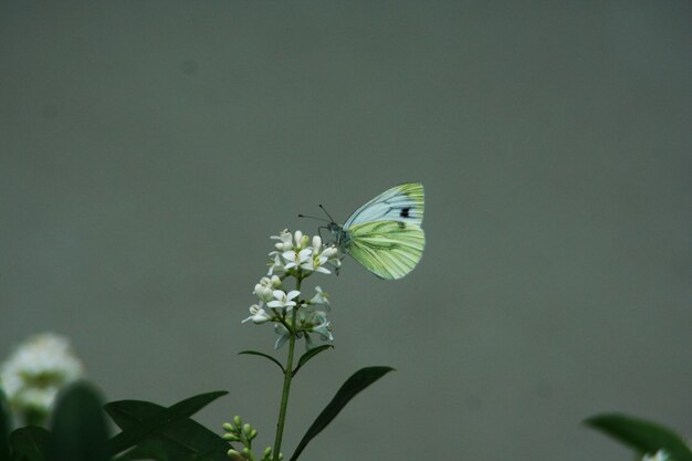 Photo close-up of butterfly pollinating on flower