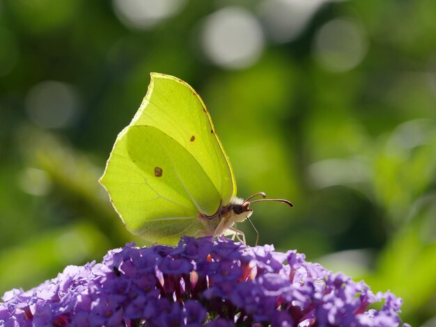 Photo close-up of butterfly pollinating on flower