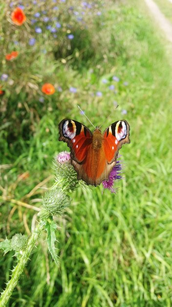 Foto prossimo piano di una farfalla che impollina un fiore