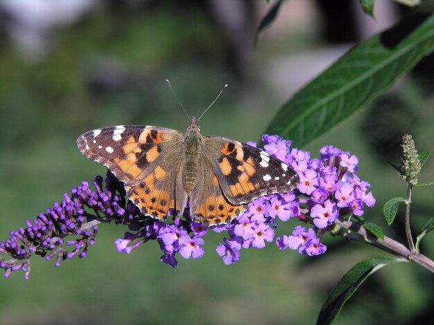 Foto prossimo piano di una farfalla che impollina i fiori