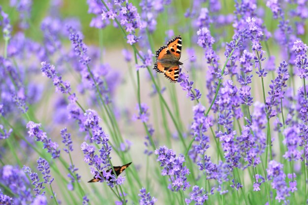 Photo close-up of butterfly pollinating on lavender