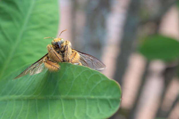 Close-up of butterfly pollinating on leaf