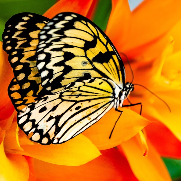 Close-up of butterfly pollinating on orange flower