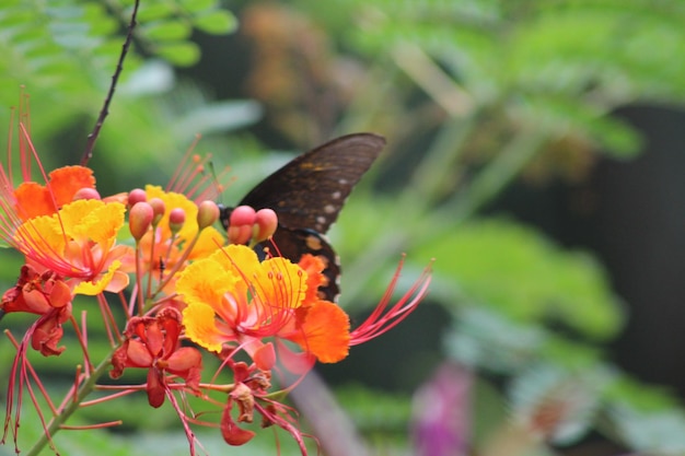 Foto prossimo piano di una farfalla che impollina un arancione