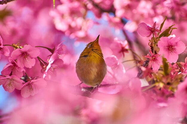 Close-up of butterfly pollinating on pink cherry blossom