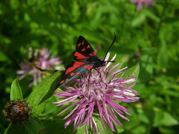 Photo close-up of butterfly pollinating on pink flower