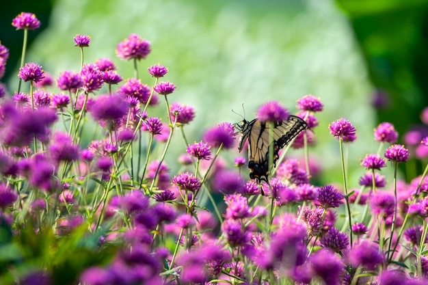 Photo close-up of butterfly pollinating on pink flower