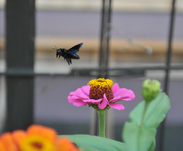 Close-up of butterfly pollinating on pink flower