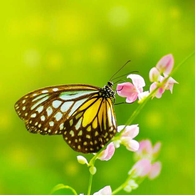 Close-up of butterfly pollinating on pink flower